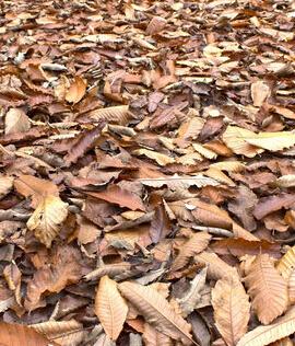 fallen leaves