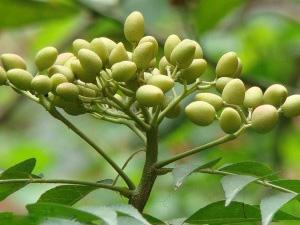 neem oil extraction