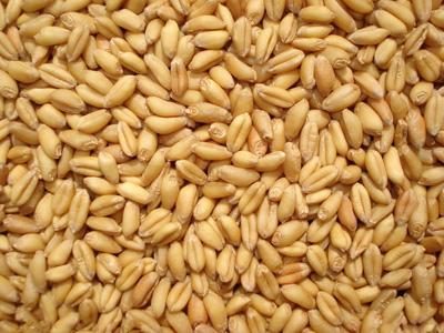 raw material wheat