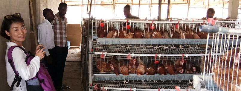 visit in the chicken house