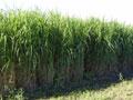 Miscanthus